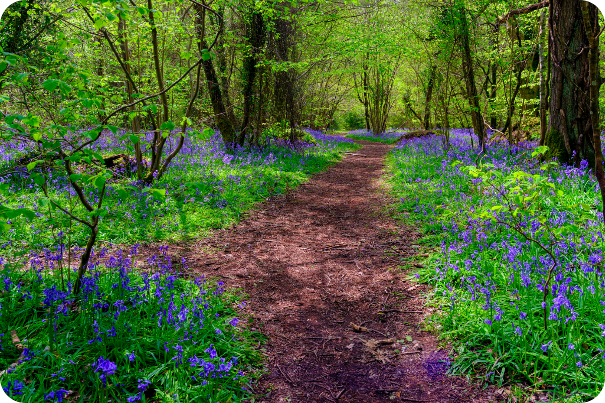 Waterlooville 1